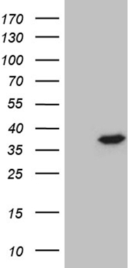 BOB1 Antibody