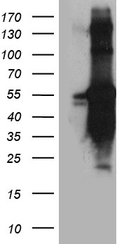 BOB1 Antibody
