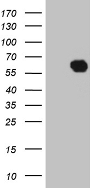 BOB1 Antibody