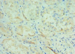 BOC Antibody