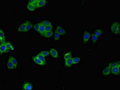 BRAF Antibody