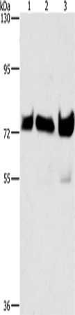 BRAF Antibody
