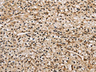 BRAF Antibody