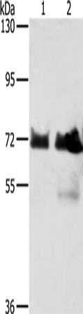 BRAF Antibody