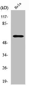 BRAF Antibody