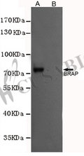 BRAP Antibody