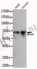 BRAP Antibody