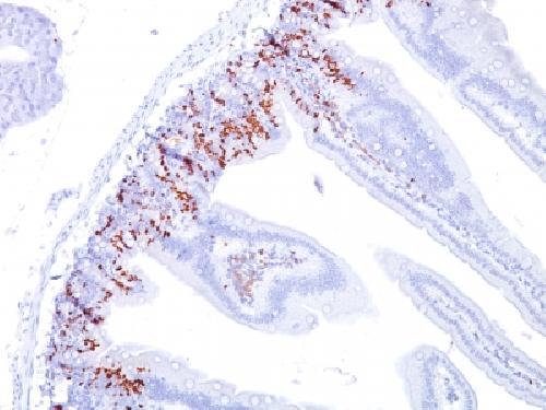 Bromodeoxyuridine (BrdU) (Proliferation Marker) Antibody