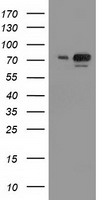 VWA5A Antibody