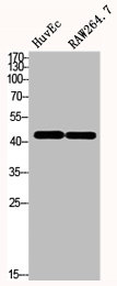 BSG Antibody