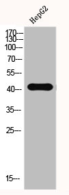 BSG Antibody