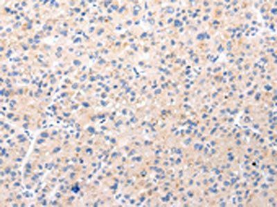 BSN Antibody