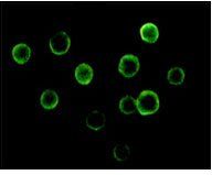 BTK Antibody
