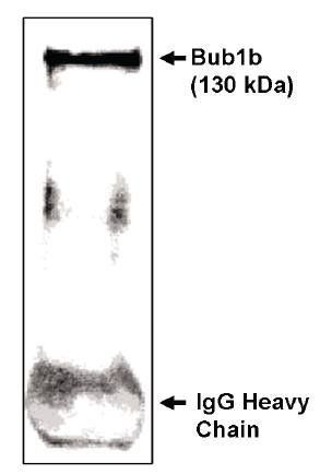 Sheep anti Mouse Bub1 beta-CT Antibody