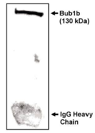 Sheep anti Mouse Bub1 beta-NT Antibody