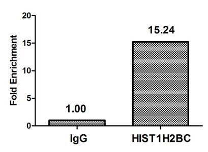 HIST1H2BC Antibody
