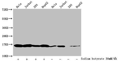 Butyrly-HIST1H3A (K18) Antibody