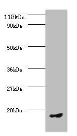 CCL5 Antibody