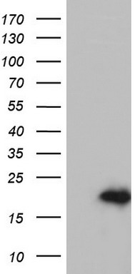 JUN Antibody