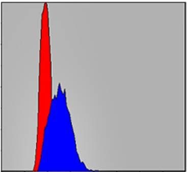 c-Jun Antibody