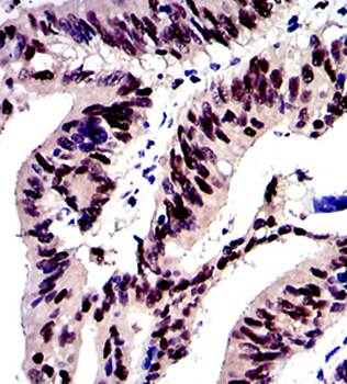 c-Jun Antibody