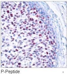 c-Jun (Phospho-Thr239) Antibody