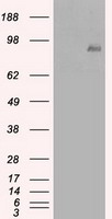 c Maf Antibody