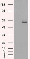 c Maf Antibody