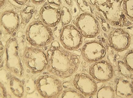 Mouse Human myc Antibody