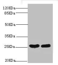 CRP Antibody