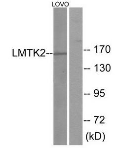 LMTK2 Antibody