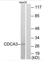 CDCA3 Antibody