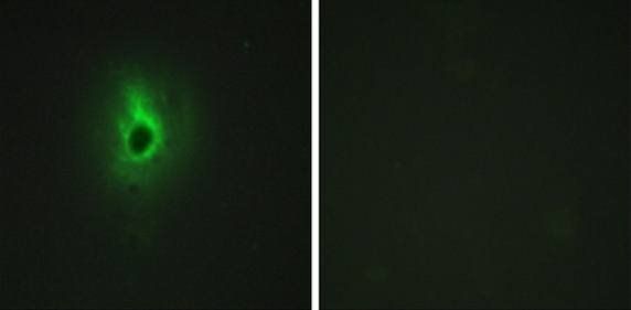 Collagen VI α3 Antibody