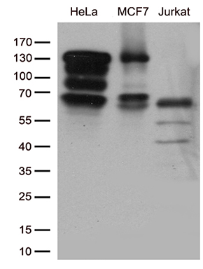USB1 Antibody