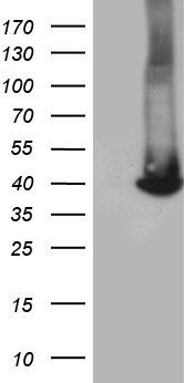 USB1 Antibody