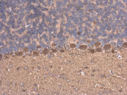 C17orf75 Rabbit Polyclonal Antibody