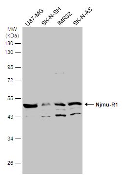 C17orf75 Rabbit Polyclonal Antibody