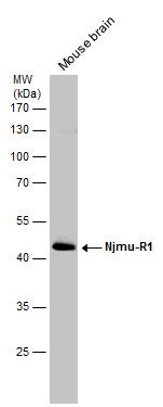 C17orf75 Rabbit Polyclonal Antibody