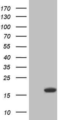 C19orf80 Antibody