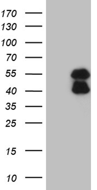 C19orf80 Antibody