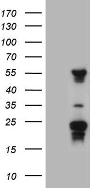C19orf80 Antibody