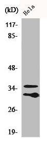 C1QL2 Antibody