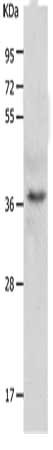 C1QTNF5 Antibody