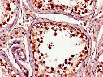 C1QTNF9B Antibody