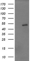 C20orf30 Antibody