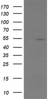 C20orf30 Antibody