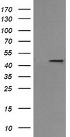 C20orf30 Antibody