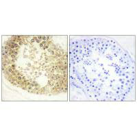 C2orf40 Antibody