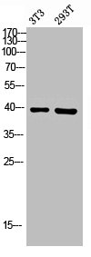 CA12 Antibody