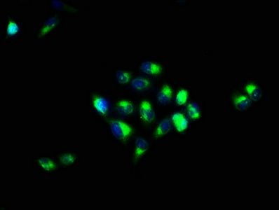 CA4 Antibody